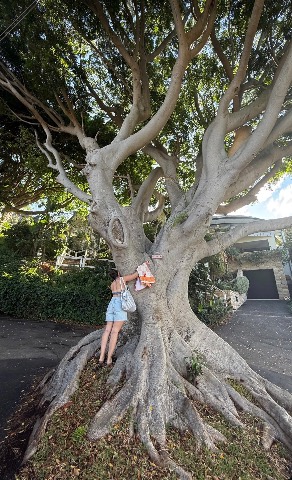 Photo of the tree