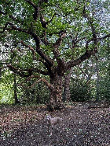 Photo of the tree