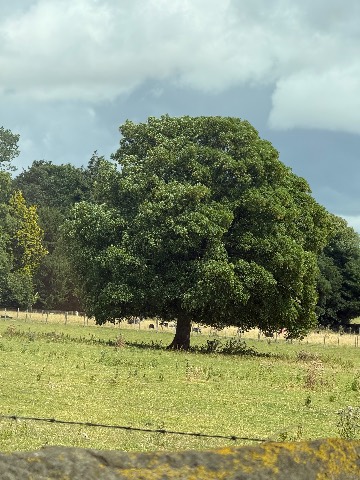 Photo of the tree