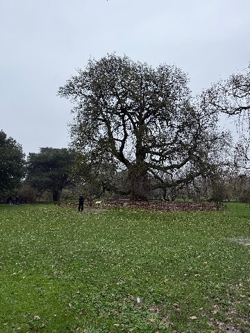 Photo of the tree