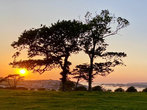 Photo of the tree
