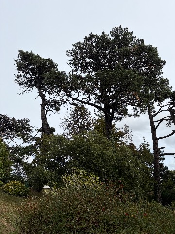 Photo of the tree