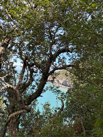Photo of the tree