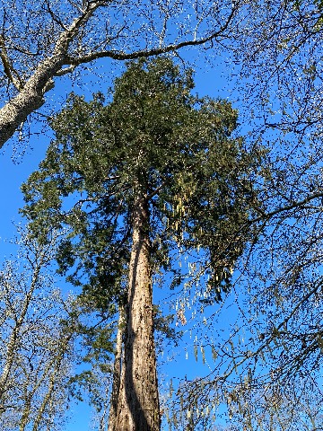 Photo of the tree