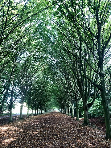 Photo of the tree