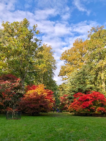Photo of the tree