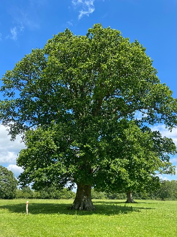Photo of the tree