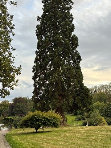 Photo of the tree