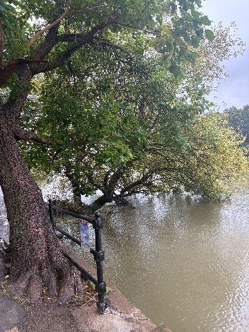 Photo of the tree
