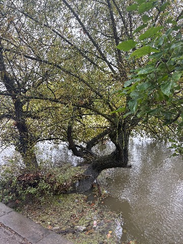 Photo of the tree