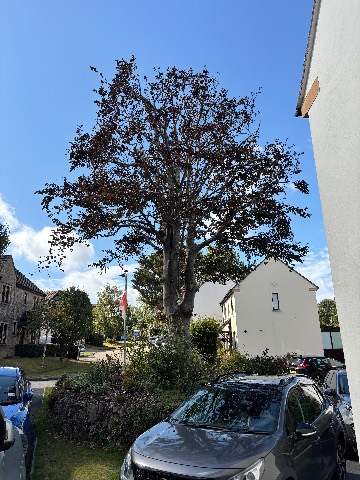 Photo of the tree