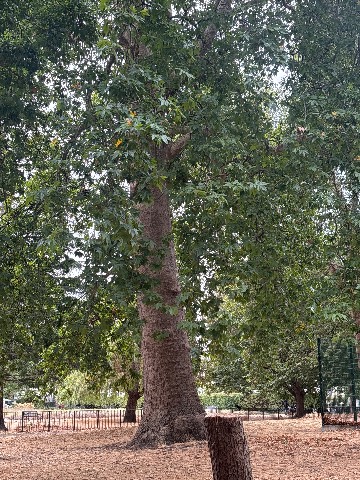 Photo of the tree