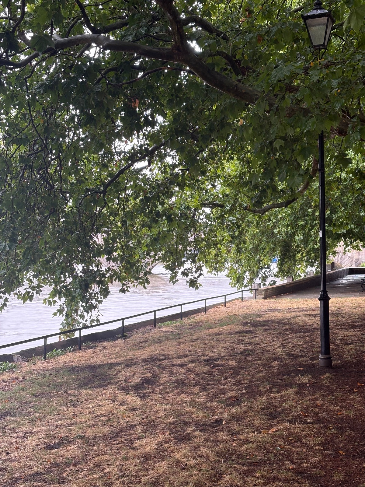 Photo of the tree