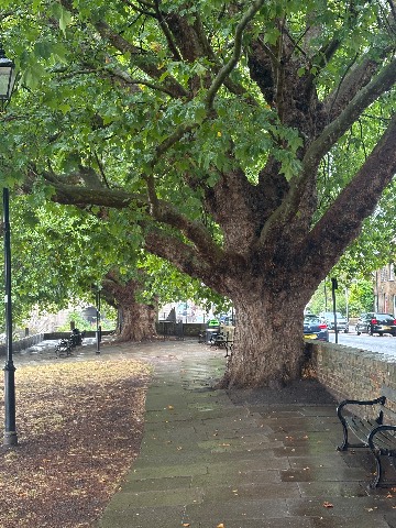 Photo of the tree