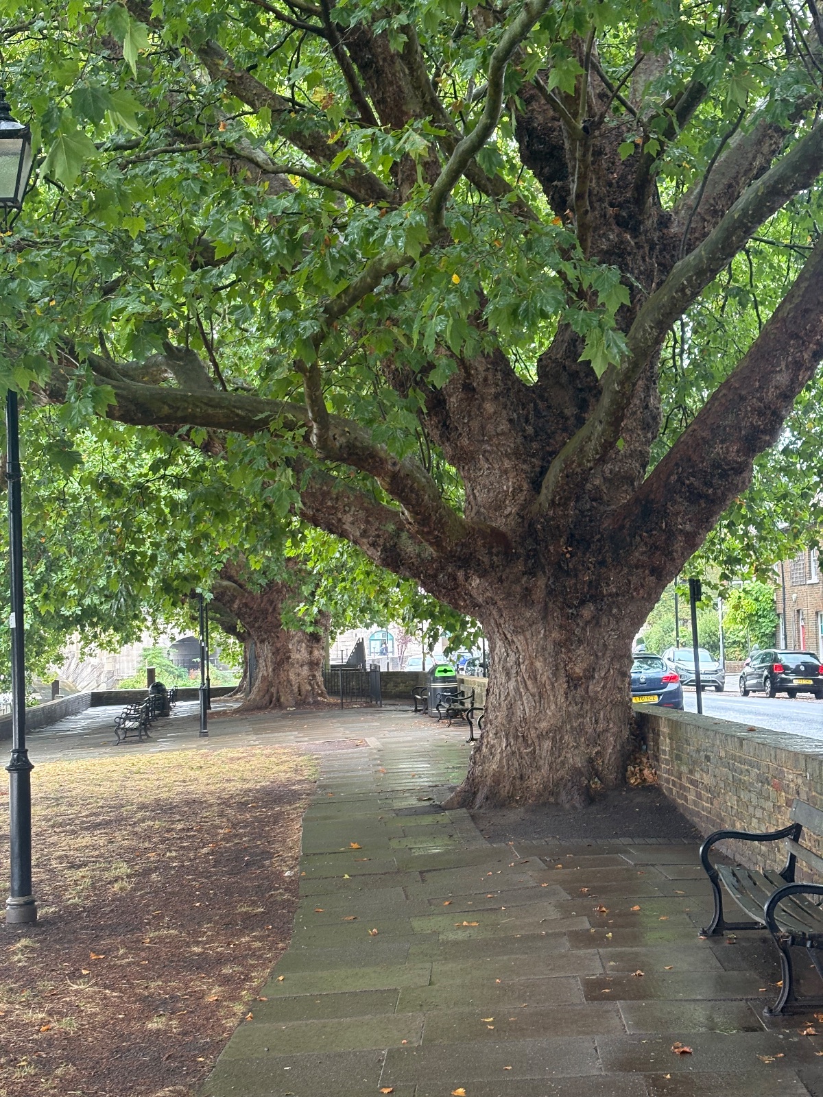 Photo of the tree