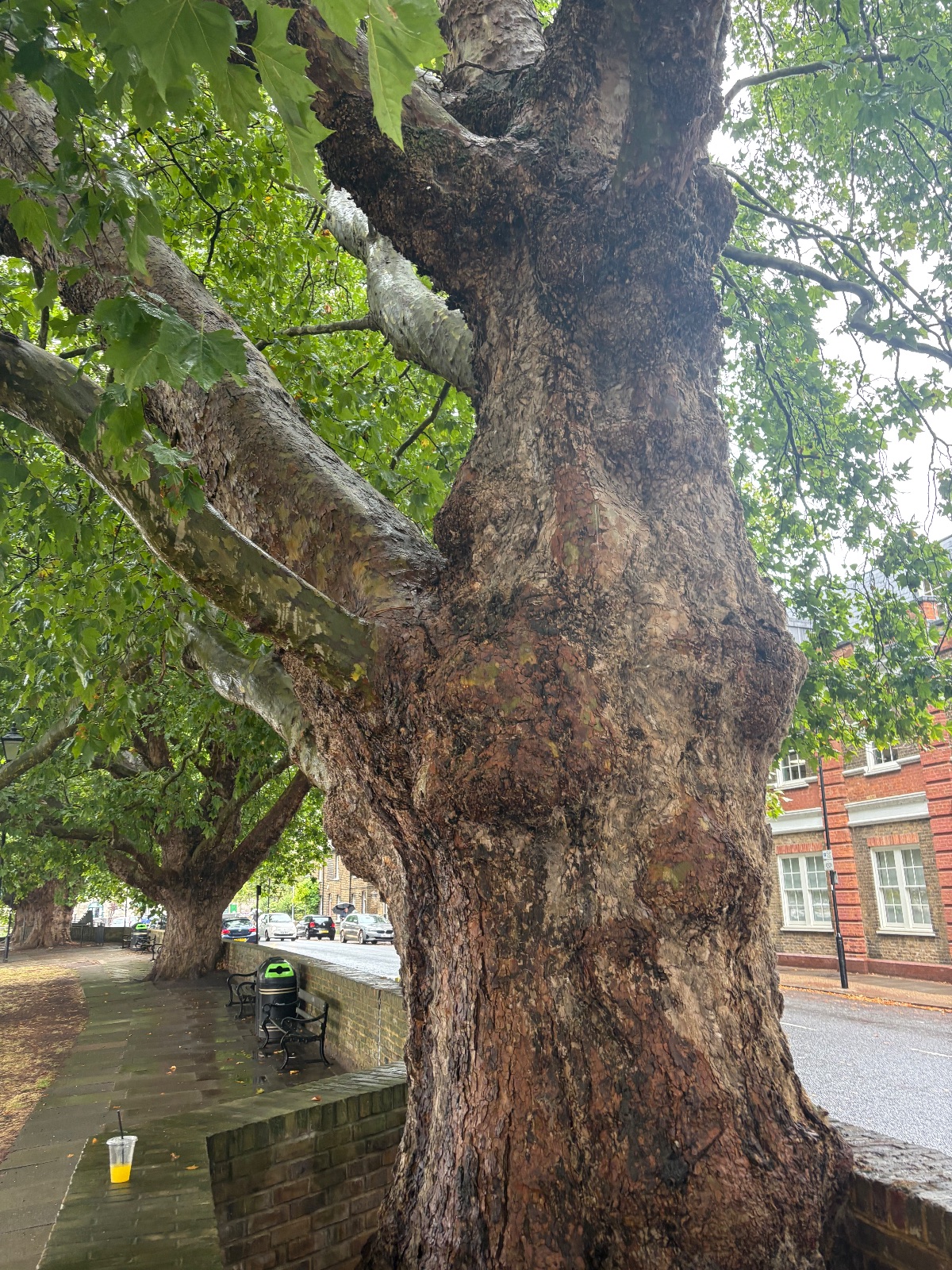 Photo of the tree