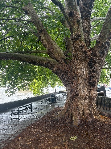 Photo of the tree