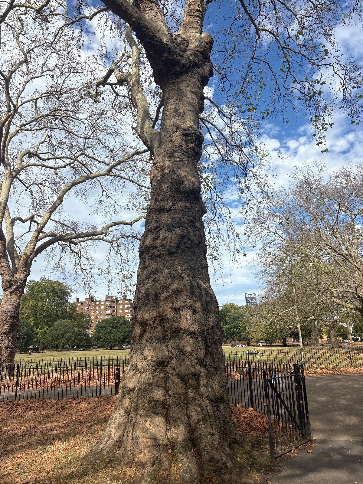 Photo of the tree