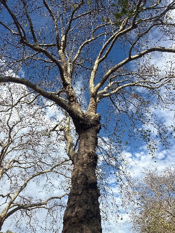 Photo of the tree