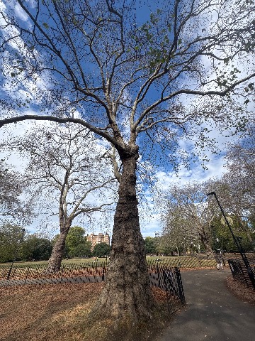 Photo of the tree