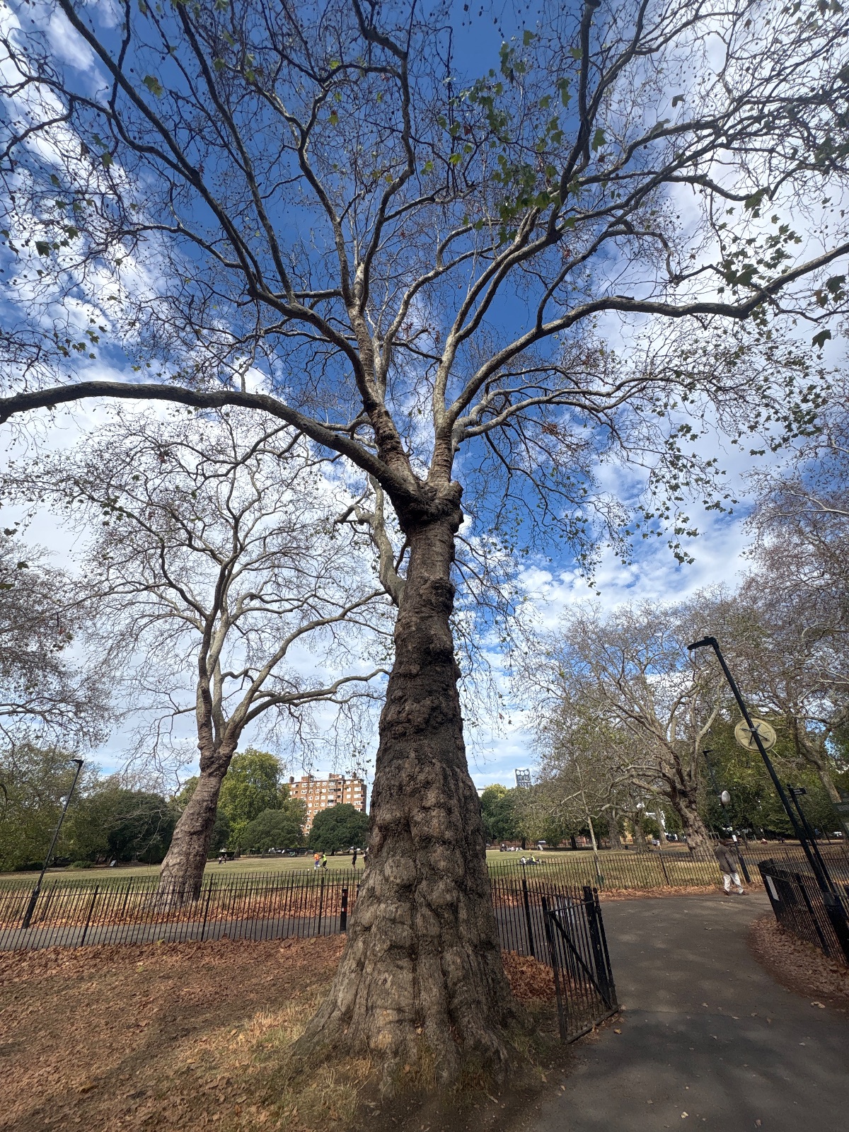 Photo of the tree