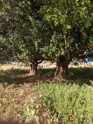 Photo of the tree