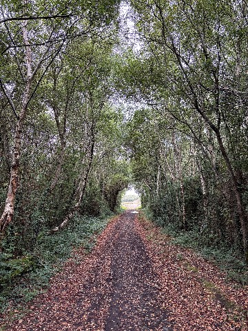 Photo of the tree