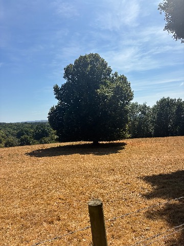 Photo of the tree