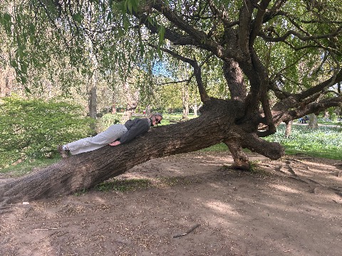 Photo of the tree