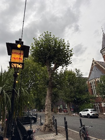 Photo of the tree
