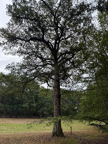 Photo of the tree